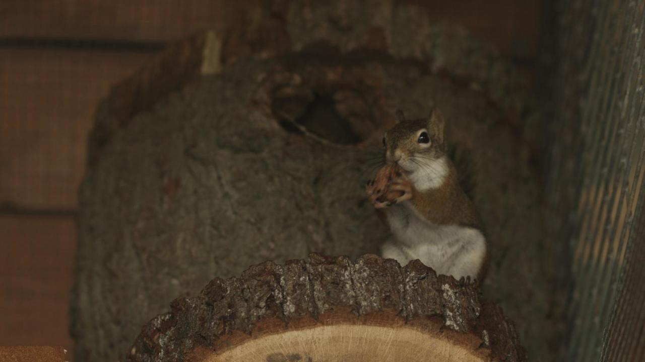 Tatarska Zagroda - Agroturystyka Dolina Baryczy Noclegi - Domek Jelonek Krosnice エクステリア 写真