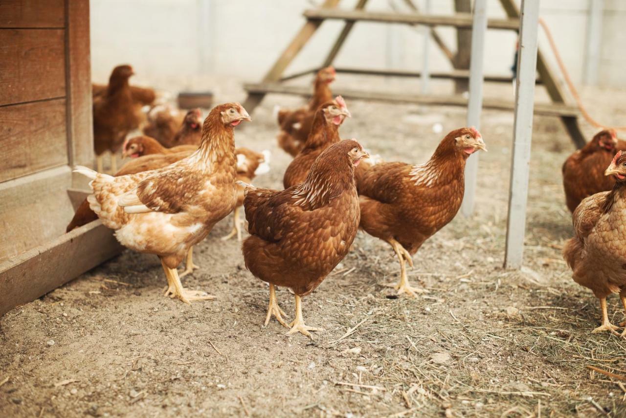 Tatarska Zagroda - Agroturystyka Dolina Baryczy Noclegi - Domek Jelonek Krosnice エクステリア 写真
